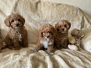 Cavapoo puppies for adoption Knoxville