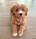 Cavapoo puppies for adoption Knoxville