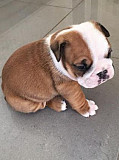 Bulldog Puppy Available for Rehoming Ottawa