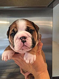 Bulldog Puppy Available for Rehoming Ottawa