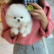Friendly Teacup Pomeranian Puppies for sale Lincoln