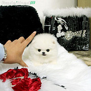 Teacup Pomeranian Puppies Available for sale Phoenix