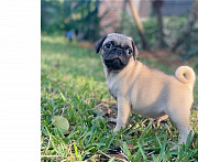 Healthy Registered pug puppies for sale from Maryland City