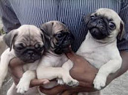 Healthy Registered pug puppies for sale from Maryland City