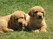 Registered Labrador Retriever Puppies for sale from Calabasas
