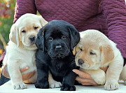 Registered Labrador Retriever Puppies for sale from Calabasas