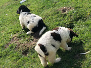 Newfoundland Puppies available for sale from Maywood