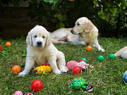 Playful Golden Retriever Puppies for sale from Kendall