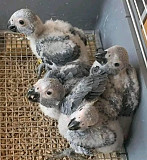 Male and female African grey parrots for sale. from Flagstaff