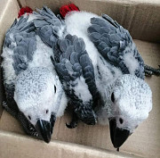 Male and female African grey parrots for sale. from Flagstaff