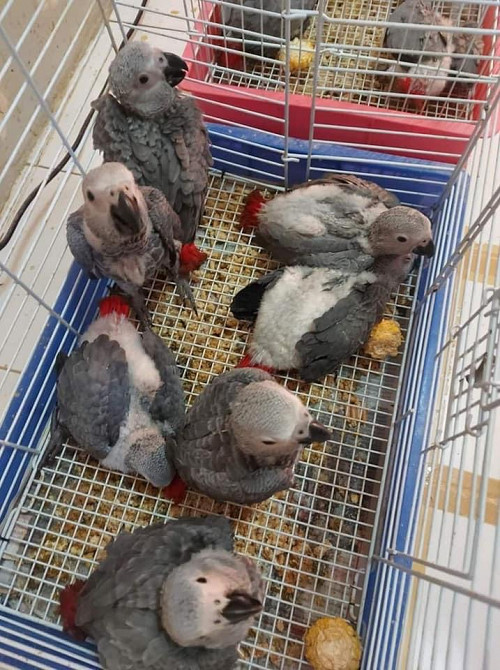 Male And Female African Grey Parrots For Sale In The Usa Ad 81156