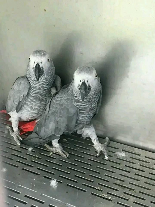 Male And Female African Grey Parrots For Sale In The Usa Ad 81156