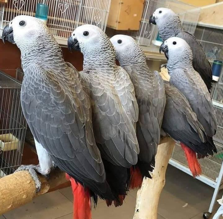 Male and female African grey parrots for sale. in the USA (Ad #81156 ...