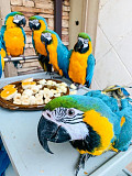 Male and female macaws for sale. from Madison