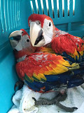 Male and female macaws for sale. from Madison