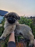 German shepherd puppies for sale. from Augusta