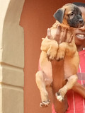 Solid boerbul puppies Lagos