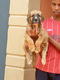 Solid boerbul puppies Lagos
