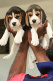 cute Beagle puppy available for rehoming, puppy is pure breed potty trained vet checked and vaccinat from Chandigarh