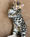 Beautiful Bengal kittens available for sale from Glasgow