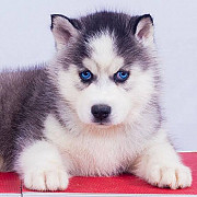 Siberian Husky Available for sale Little Rock