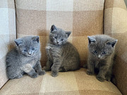 Stunning Blue Kittens, Olympia