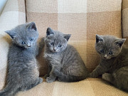 Stunning Blue Kittens, Olympia