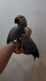 African grey parrots for sale. from London