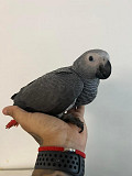 African grey parrots for sale. from London