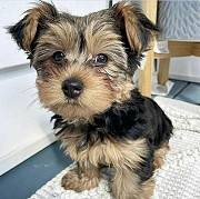 Adorable Yorkshire terrier available for adoption and rehoming from Phoenix