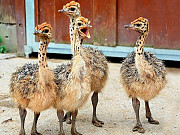 Ostrich available for sale Oyo