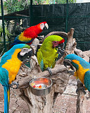 All Species Of parrots And Fertile Eggs for sale Kuala Lumpur