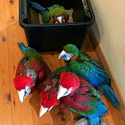 All Species Of parrots And Fertile Eggs for sale Kuala Lumpur