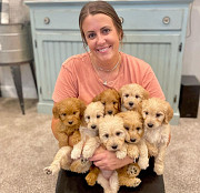 Free adorable golden doodles puppy for adoption Phoenix