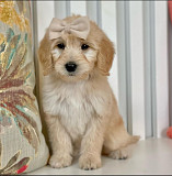 Free adorable golden doodles puppy for adoption Denver