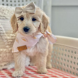 Free adorable golden doodles puppy for adoption from Denver