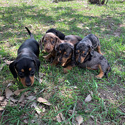 Miniature Dachshund puppies Phoenix