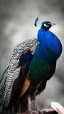 Beautiful peacock from Ludhiana
