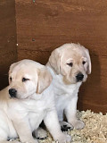 Adorable Labrador puppies for sale. Denver