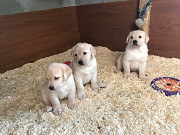 Adorable Labrador puppies for sale. Denver