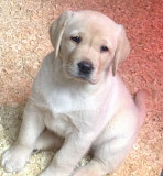 Adorable Labrador puppies for sale. Denver