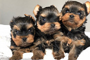 Beautiful Yorkshire Terrier puppies Denver