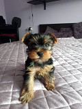 Beautiful Yorkshire Terrier puppies Denver