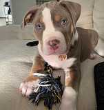 Cute American Pitbully Puppy Denver