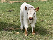 Miniature Cows For Sale Indianapolis