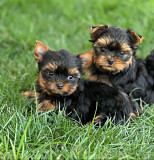 Yorkie puppies from Phoenix