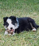 Border Collie puppies for sale from London