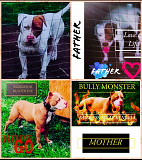 Pitbull puppies for sale in Eastern cape East London East London