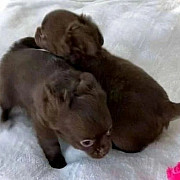 Registered Chihuahua Puppies For New Homes. from Harrisburg