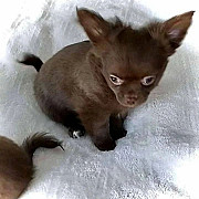 Registered Chihuahua Puppies For New Homes. from Harrisburg